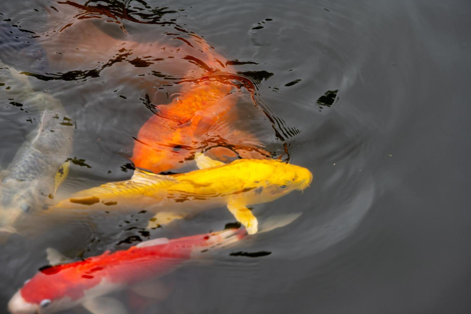 Pezula Nature Retreat Knysna Luaran gambar Koi